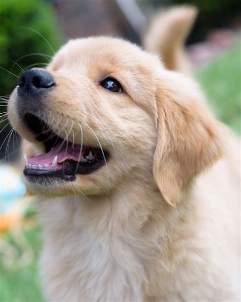Pinterest Catherinesullivan2017 Puppies Golden Retriever Dogs