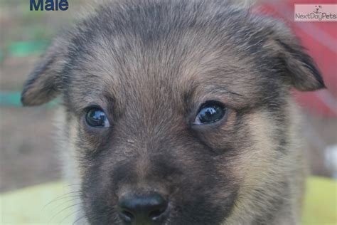 Orange Wolf Hybrid Puppy For Sale Near Fort Smith
