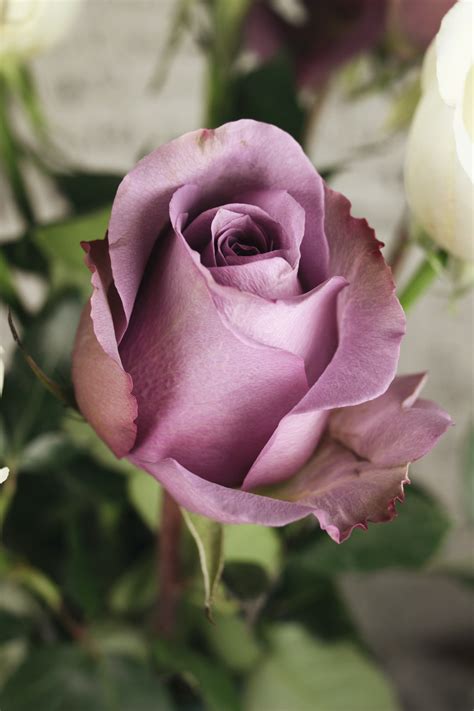 Purple Rose Pictures | Download Free Images on Unsplash