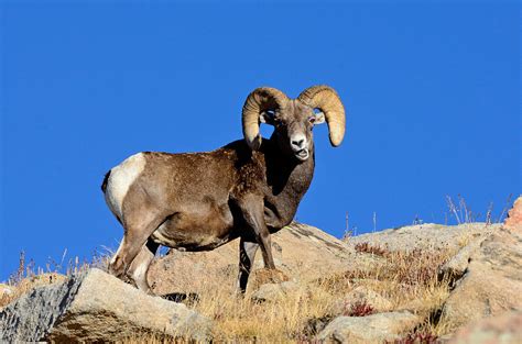 Big Horn Ram Photograph By Brian Wartchow Pixels