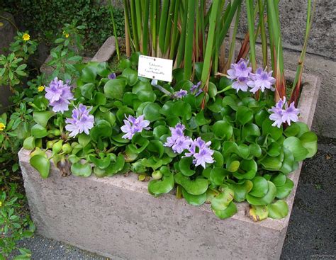 Eichhornia Crassipes Flowgrow Aquatic Plant Database