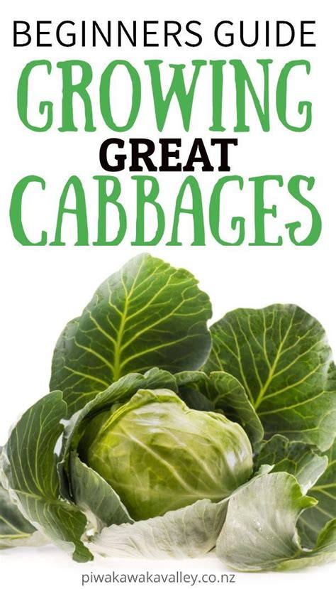 Cabbage Is A Versatile Vegetable That Can Be Used In A Lot Of Recipes