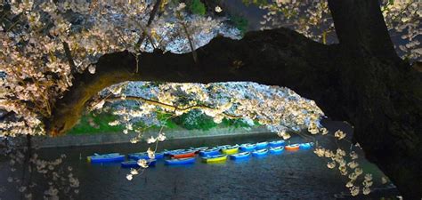 These 11 Spectacular Images Aptly Capture The Beauty Of Cherry Blossoms