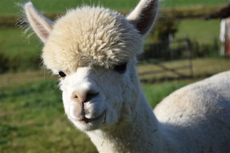 Free Images Nature Hair Fur Sheep Mane Fauna Llama Alpaca