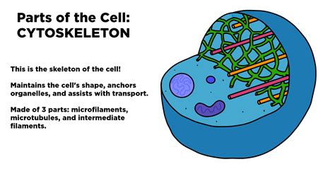 Cytoskeleton Diagram Labeled