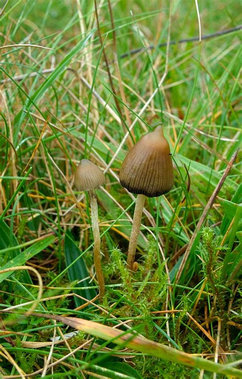 Uk Magic Mushroom Thread 2011 Mushroom Hunting And