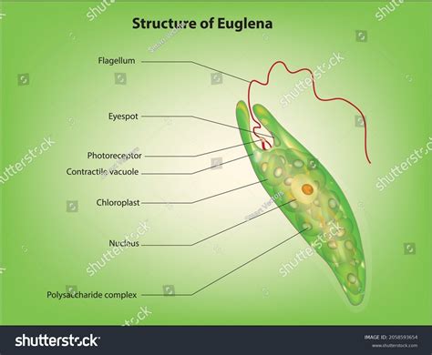 Structure Euglena Protozoa Cell Vetor Stock Livre De Direitos