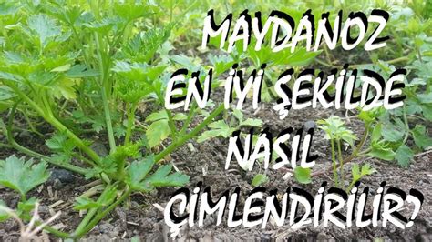 Maydanoz nasÄl ekilir YouTube Bitki ıslahı Şifalı bitki bahçesi