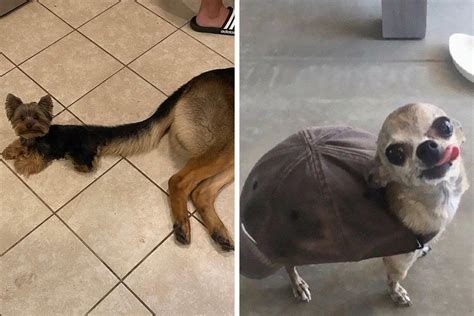 What Kind Of Dog Is This 35 Pics Of Goofy Dogs That People Just Had