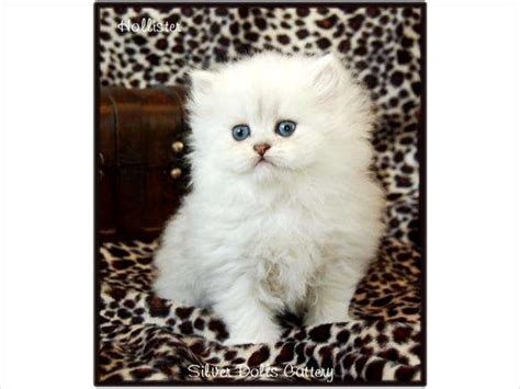 Teacup Persian Kittens For Sale 600 For Sale Adoption From New York New