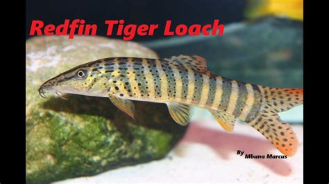 Cool Fish Redfin Tiger Loach Syncrossus Berdmorei Youtube