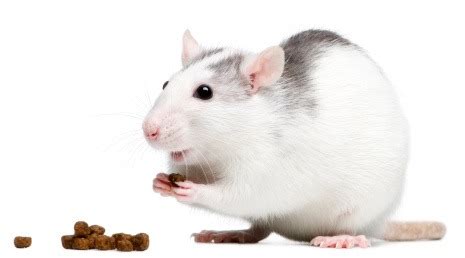 Rats can vary in size, but normal pet rats average about 14 to 18 inches long including the tail, with an average weight of approximately half a pound. Mouse care | Adelaide Animal Hospital