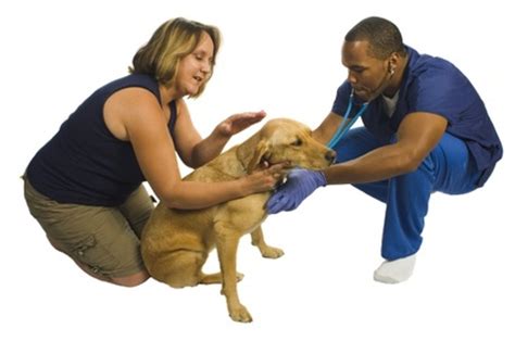 What's not totally addressed in the veterinary oncology community is nutrition. Pancreatic Cancer in Dogs