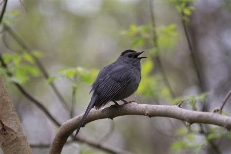 Kentucky Birds 13 Common Birds In Kentucky With Pictures