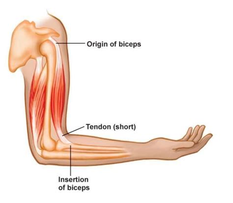 Tendons play an important role in the movement by transmitting the contraction force produced by the muscles to the bone they hold, and their tendons generally have a very complex structure; Core Training - The What, Why and How?