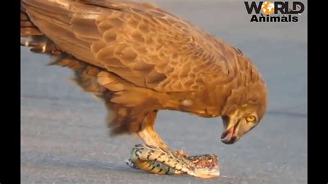Eagle Attack And Kill A Snake Youtube