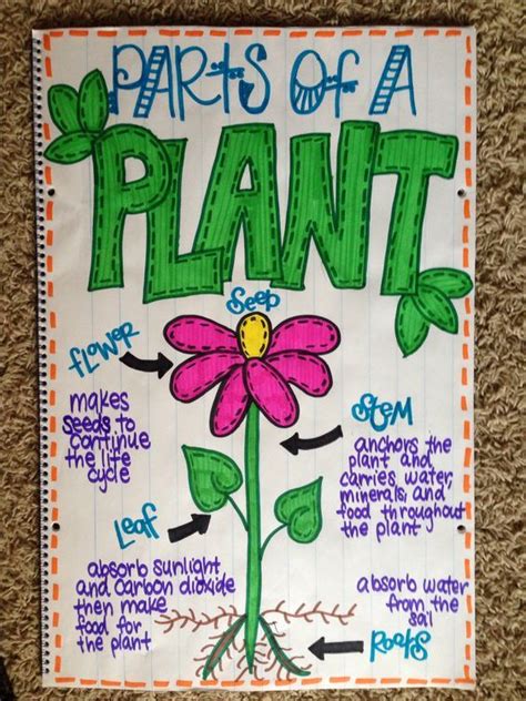 Parts Of A Plant Anchor Chart Things I Have Made