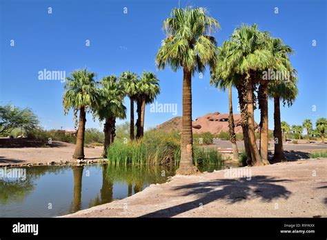 Palm Trees Arizona Desert Usa Hi Res Stock Photography And Images Alamy
