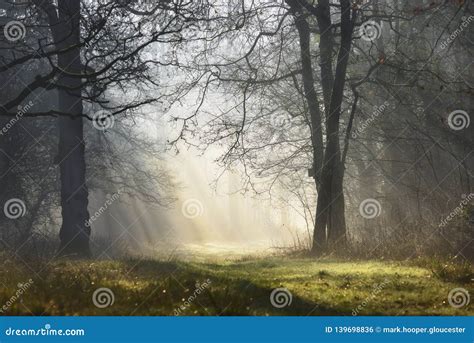 Magic Mystical Foggy Forest With Sunbeams In The Morning Stock Photo