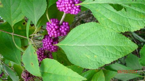 Id Plant Is It Edible For Chickens