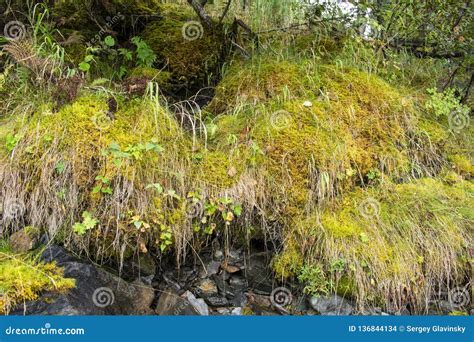 Cliff Near The River Overgrown With Moss Stock Photo Image Of