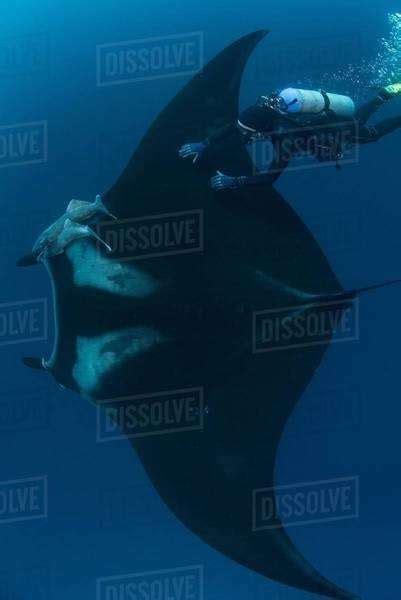 Underwater View Of Diver Touching Giant Pacific Manta Ray