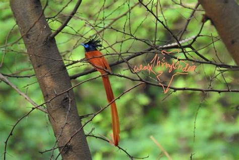 15 Most Beautiful Long Tailed Birds Of Indian Subcontinent