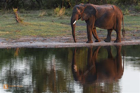 Afrikanischer Elefant In Einer Bucht Im Modumo Np Bild Bestellen