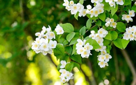 15 Immaculate White Flowering Trees To Bring Luminosity To Your Garden