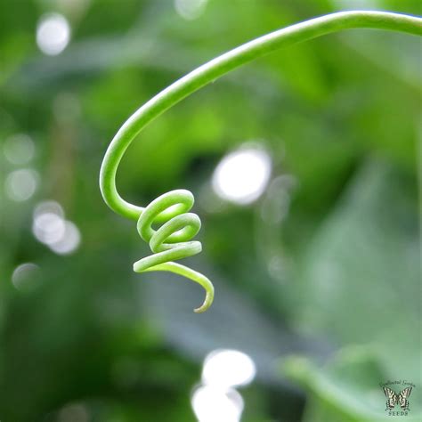 Pea Tendril From The Swallowtail Garden Seeds Collection O Flickr