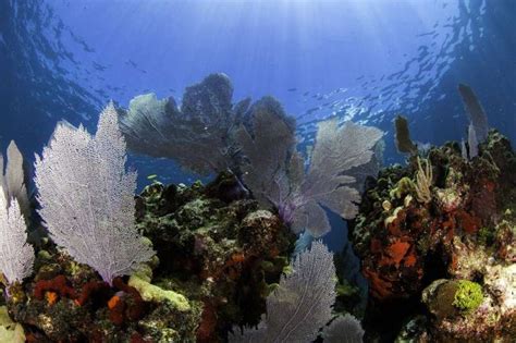 Rushing To Save Coral Reefs From Global Warming