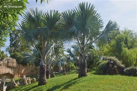 Resistant to storm winds, and offering great shade and cover, palm trees fill the hole, watering as you go, and build a soil barrier around the newly planted tree to help it retain water. MyPalmShop.com - Brahea armata (Blue Mexican Fan Palm tree ...