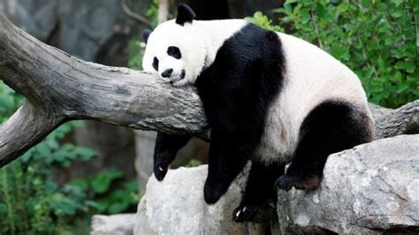 Pure Joy 22 Year Old Giant Panda Gives Birth To Healthy Cub At Us Zoo