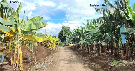 New Cavendish Banana Variety With Complete Tr4 Panama Disease