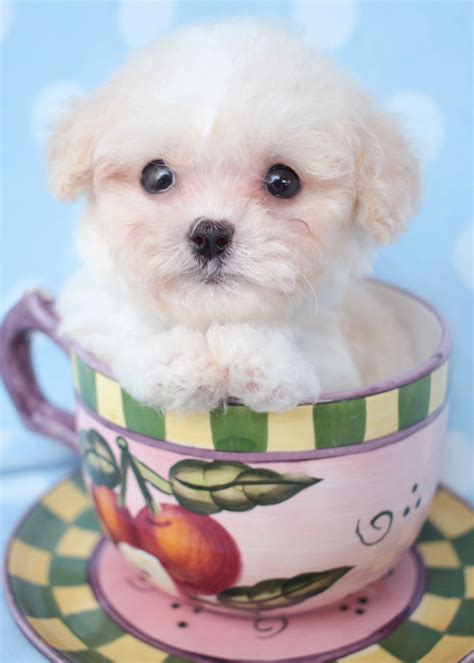 Teacup Poodle Puppy For Sale South Florida Teacups Puppies And Boutique