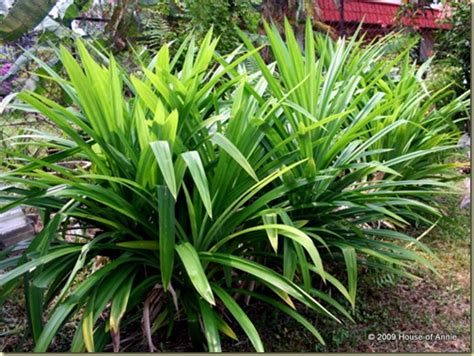 What To Do With A Pandan Plant House Of Annie