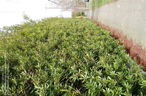 Pacific Wax Myrtle Evergreen Privacy Hedge California Wax Myrtle