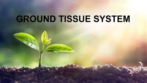 Solution Ground Tissue System Studypool