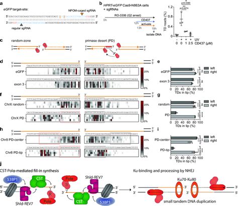 pol α primase action at the termini of dna breaks explains download scientific diagram