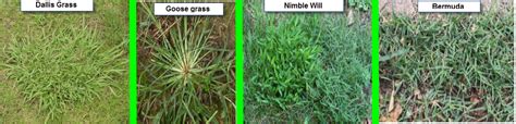 Unwanted Warm Season Grasses Invading Nova Blade Runners