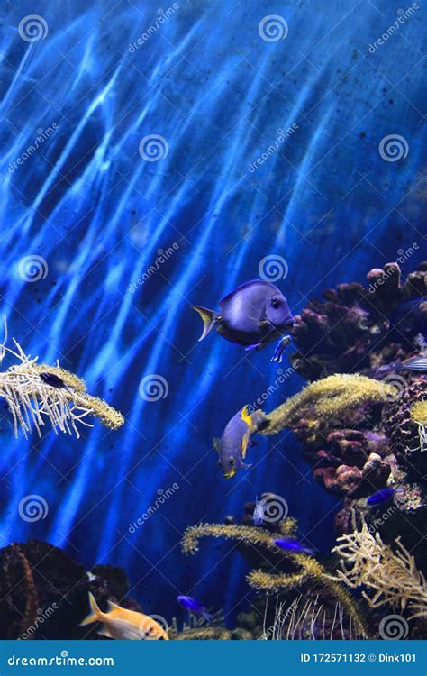 Beautiful Colorful Underwater Marine Life Stock Photo Image Of