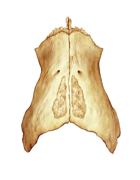 Nasal Bone Photograph By Asklepios Medical Atlas Pixels