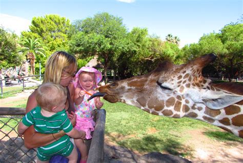 Reid Park Zoo Tucson Sheknows
