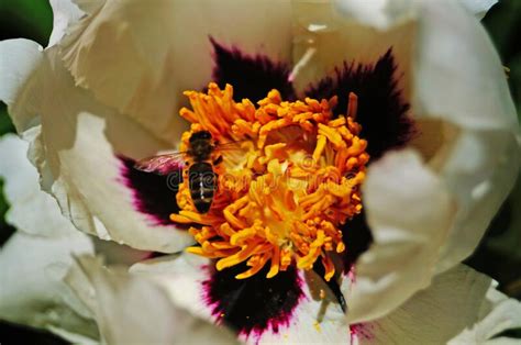 Bianco con screziature rosse al centro fioritura: Un Fiore Di Un Albero Della Peonia Con I Grandi Petali ...