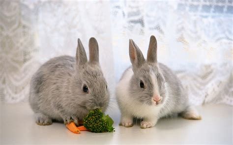 Hd Wallpaper Two Bunnies Eating Rabbit Bunny Grey Carrot Adorable Cute