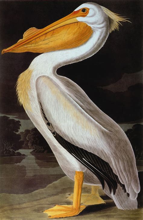 Audubon Pelican Ngreat White Pelican Pelecanus Erythrorhynchos