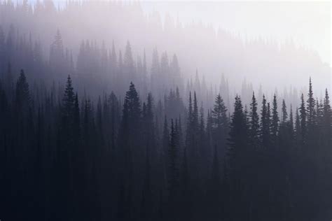Best forest wallpaper, desktop background for any computer, laptop, tablet and phone. aesthetic tumblr backgrounds black 1920x1200 screen ...