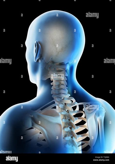 3d Rendered Illustration Of A Mans Skeletal Anatomy Of The Head And
