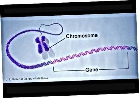 Yang makromolekul yang tepat yang biasanya ditemukan di makromolekul hewan. alel vs gen | 2020