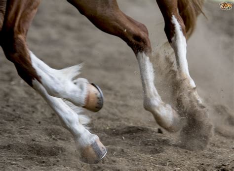 Among those who play sports, the ligaments most are there any supplements or dietary changes i can make to minimize the risks of a ligament injury? Common Knee Injuries in Horses | Pets4Homes
